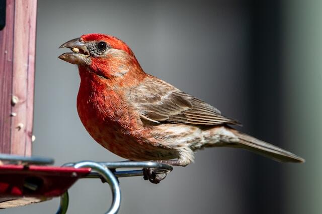 A house finch eating seed from a bird feeder.