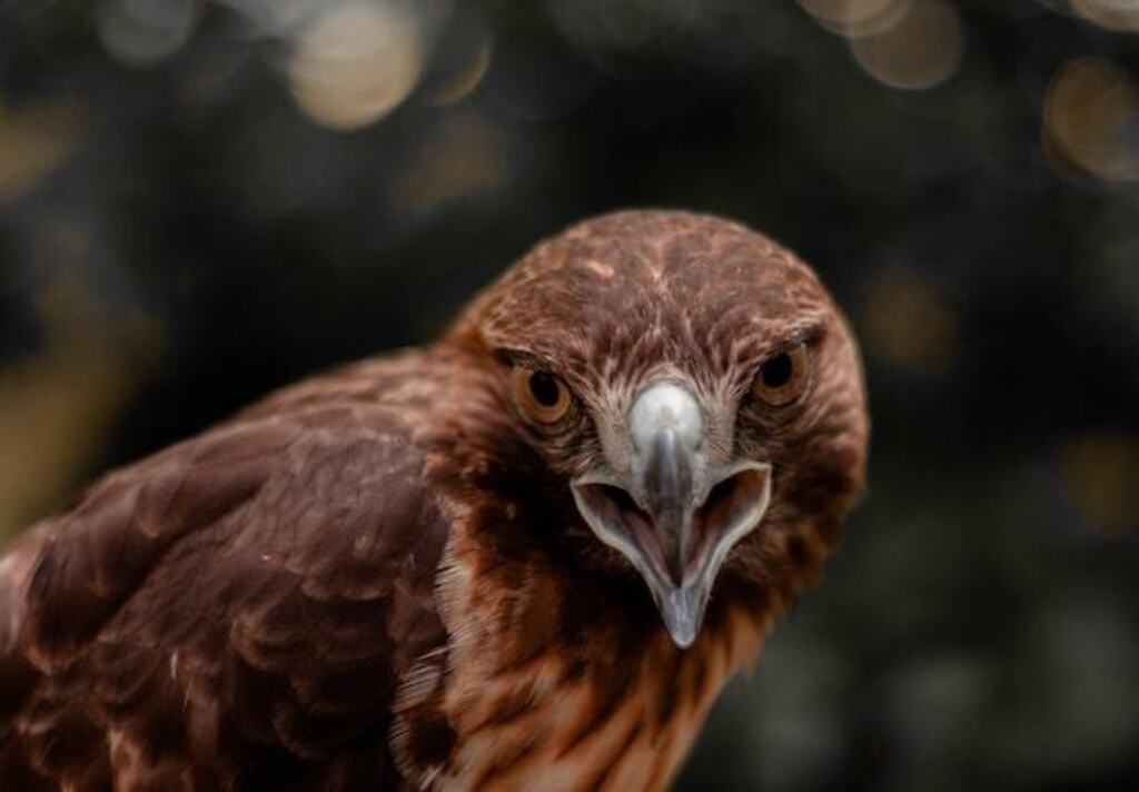 A Red-tailed hawk screeching.