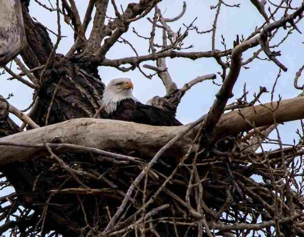 A Bald Eagle sitting in its nest.