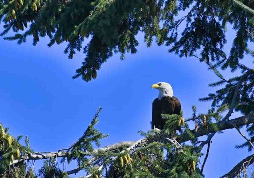 A Bald Eagle perched in a tree.