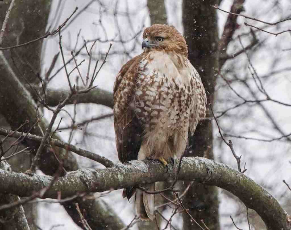 A Red-tailed hawk perched in a tree in winter.