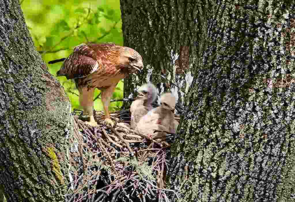 A Red-tailed hawk in its nest feeding its eyasses.