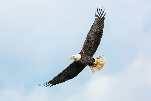 A Bald Eagle soaring above looking for prey.