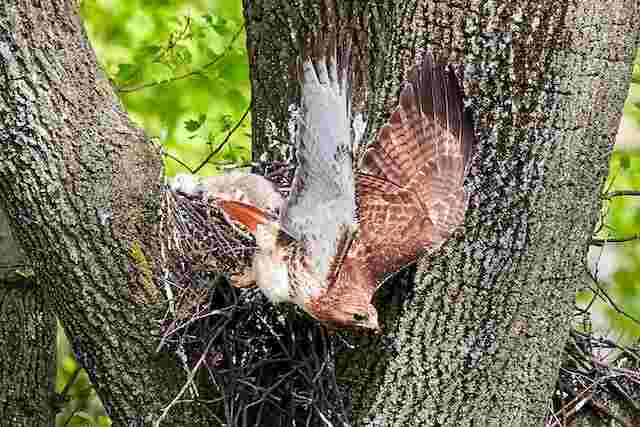 A Red-shouldered hawk leaving its nest.