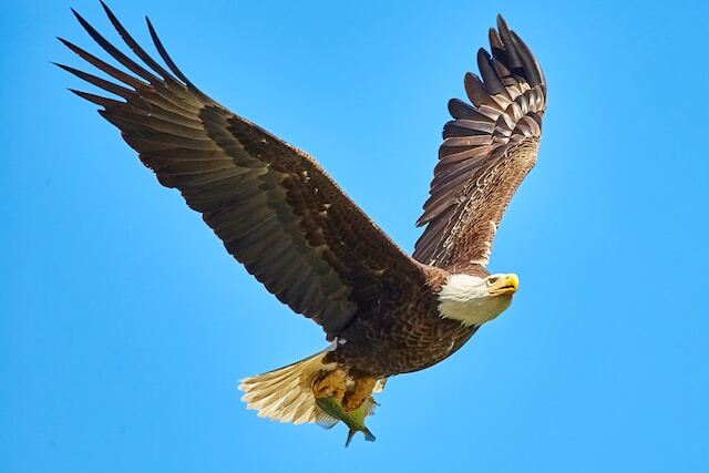 An eagle carrying a fish in its talons.