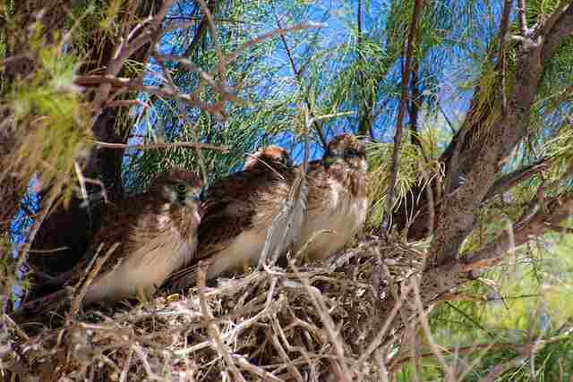 Three young Kestrels in their nest.