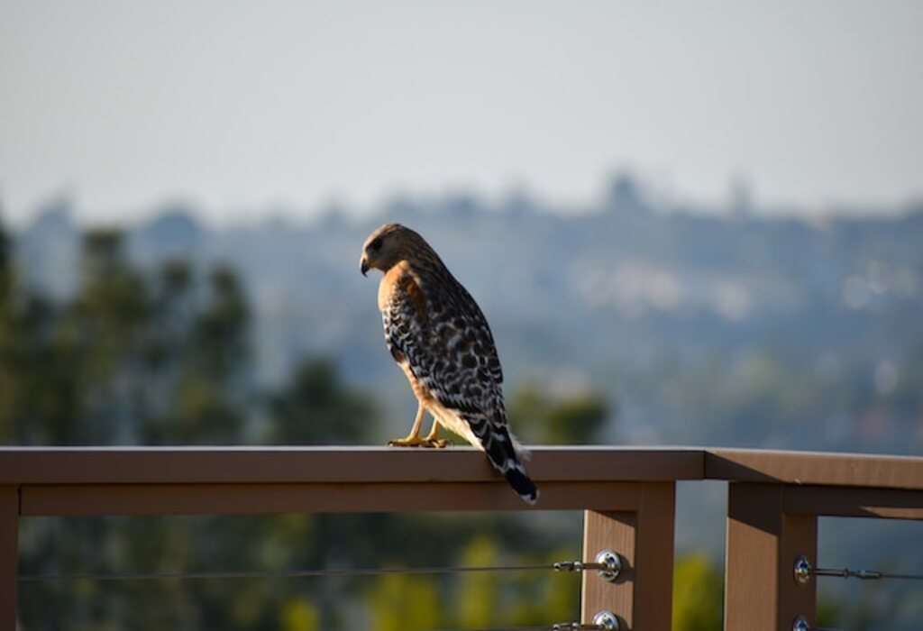 A Red-shouldered hawk perched on a condo railing.