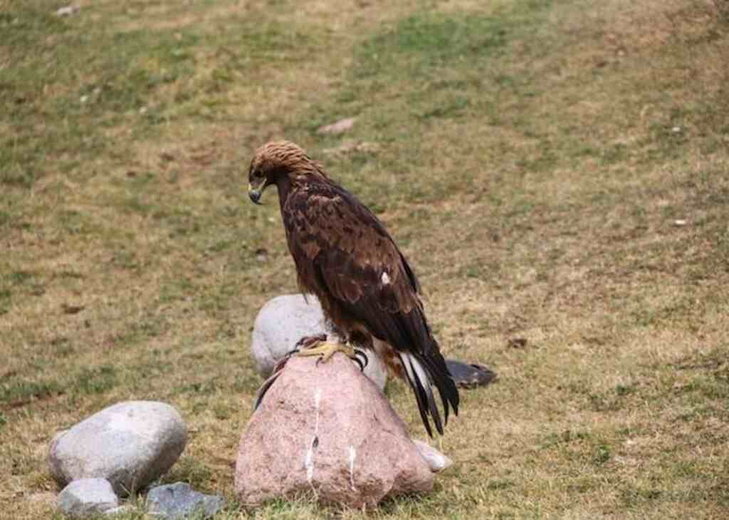 A Golden Eagle perched on a large rock.