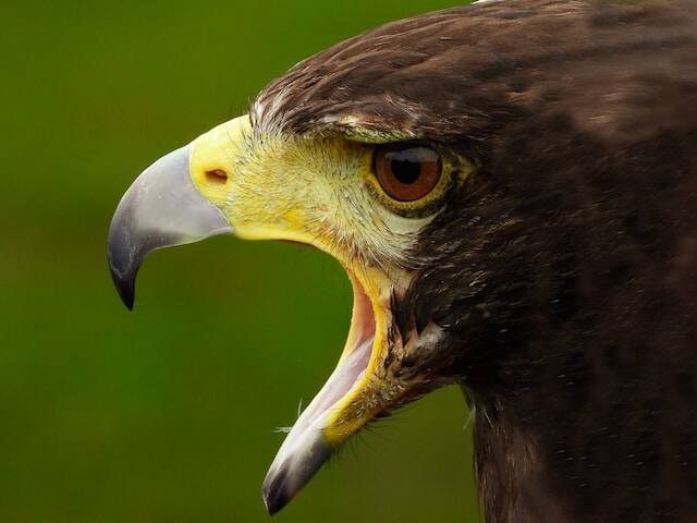 An angry Harris's Hawk screeching with its beak open.