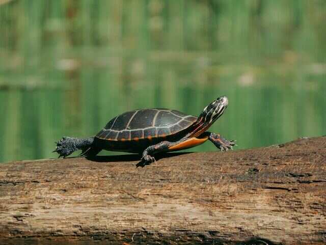 A painted turtle on a log.