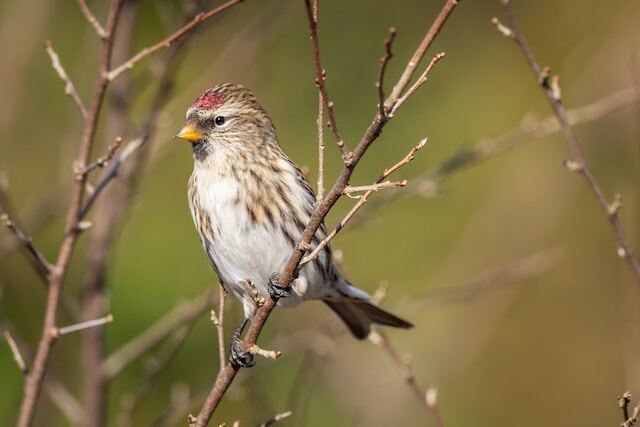 A Common Redpoll perched on a tree.