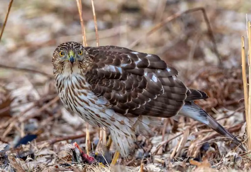 A Hawk on the ground eating its prey.
