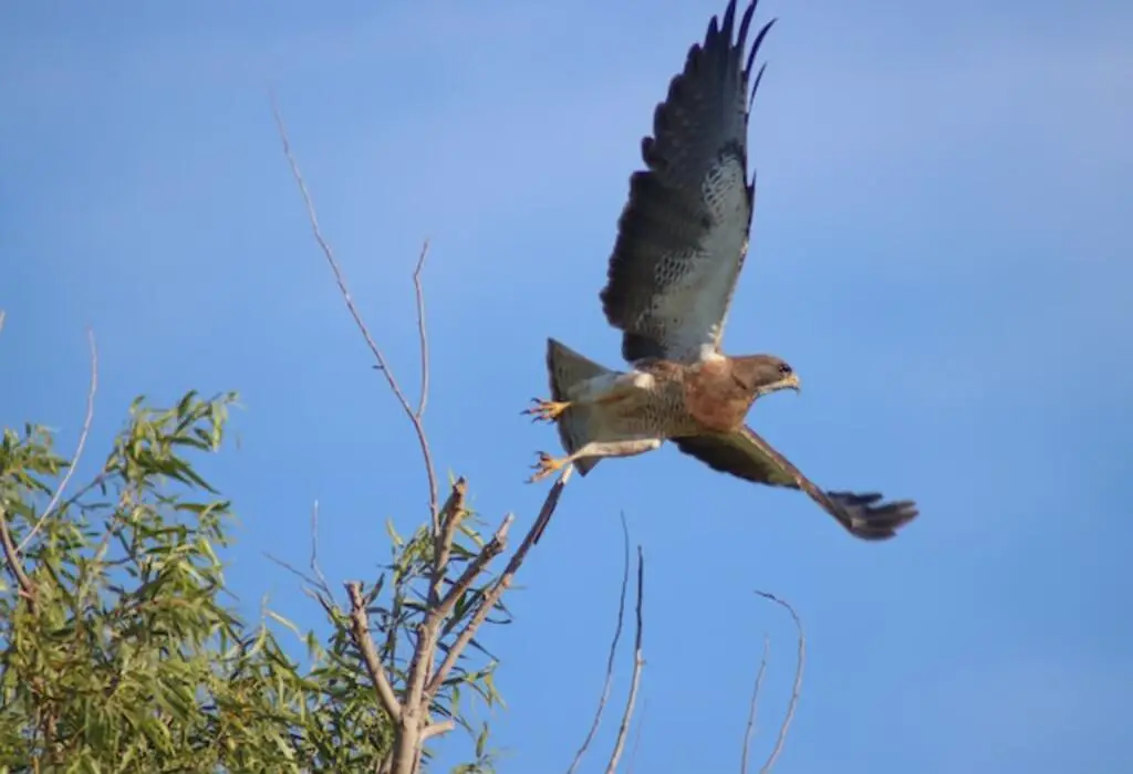 Swainson’s Hawk launching flight from a tree