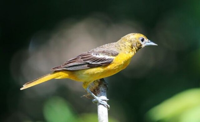 A female Baltimore Oriole perched on a branch.
