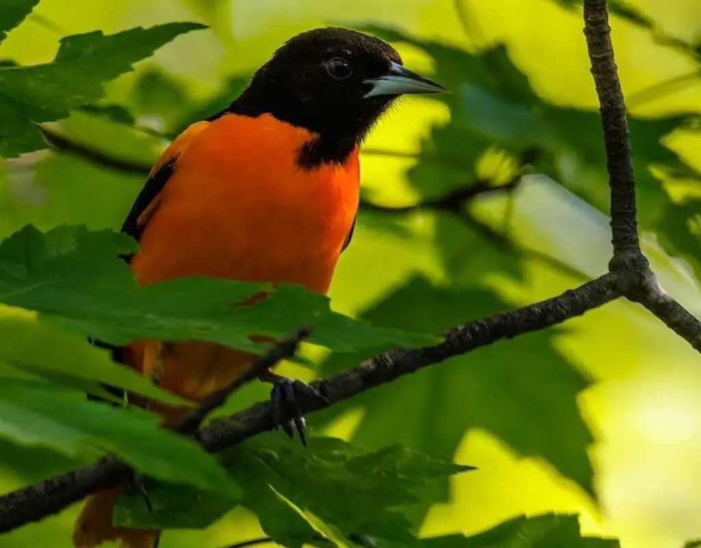 A Baltimore Oriole perched in a tree.