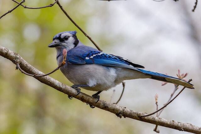 A Blue Jay perched on a tree branch in winter.