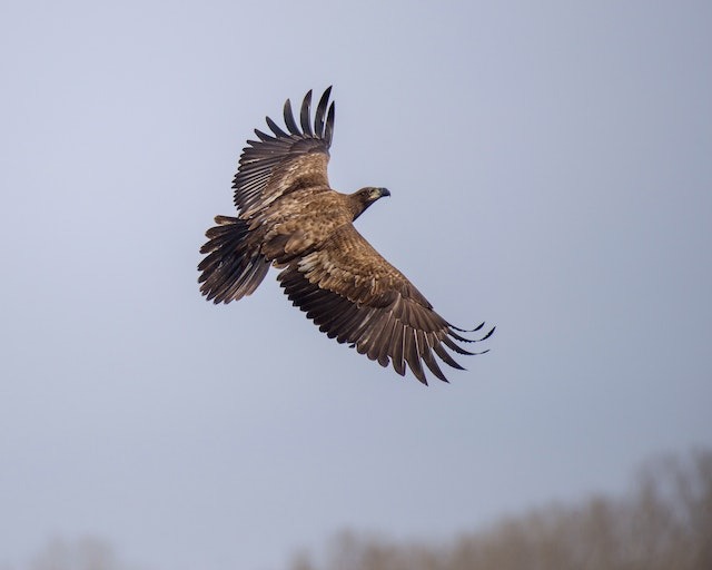 A Golden Eagle flying through the air.