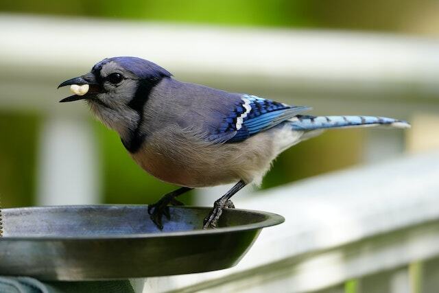 Close-Up View of a Bird Eating Seed.