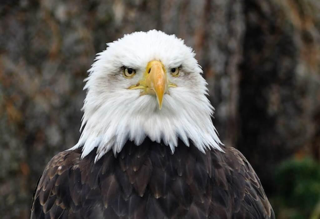 An angry looking American Bald Eagle.