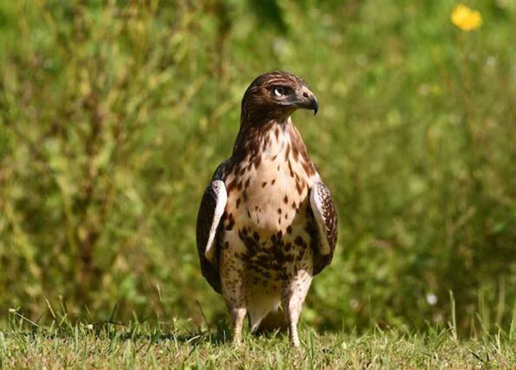 A Red-tailed Hawk on the grass.