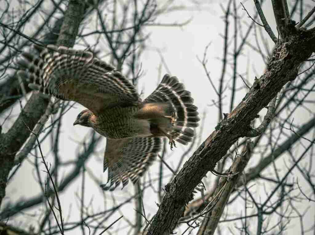 A Red-shouldered hawk taking flight from a tree.
