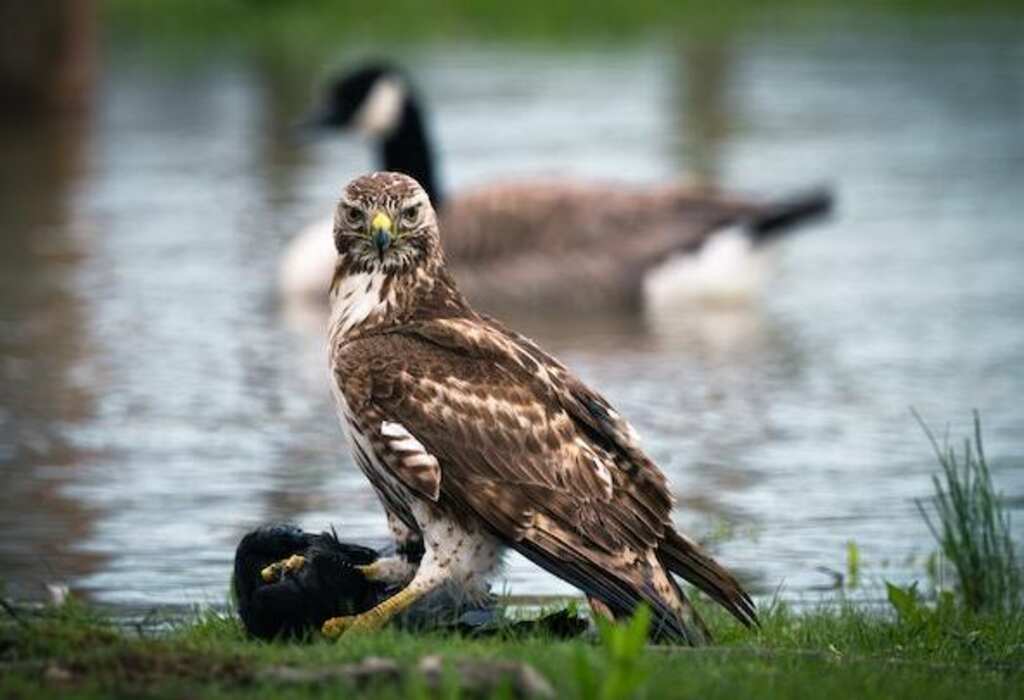 A Hawk on shore standing over a hunted bird.