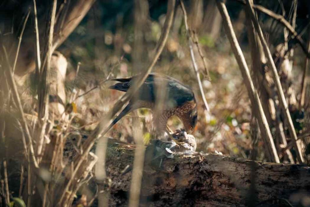 A Hawk feeding on a bird.