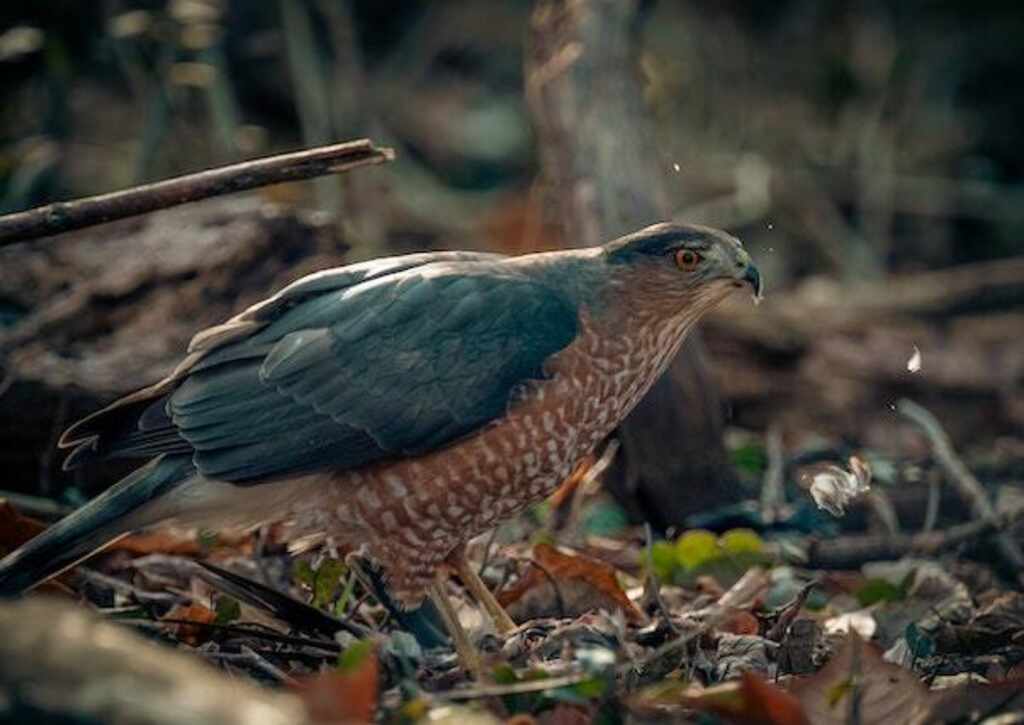 A Sharp-shinned hawk foraging on the ground.