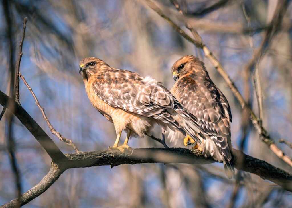 Two hawks perched on a branch.