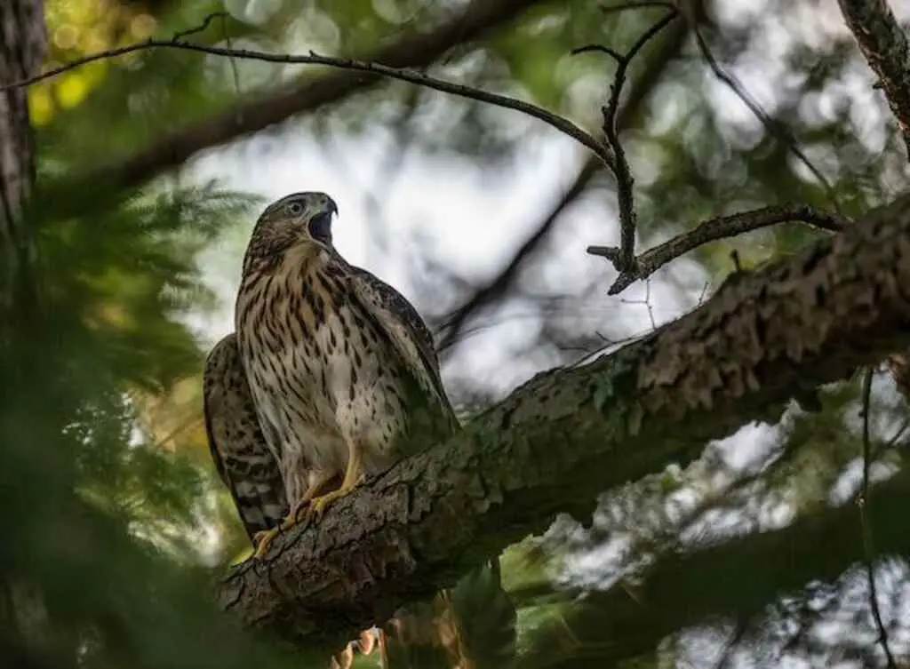 A Northern Goshawk perched in a tree screeching.