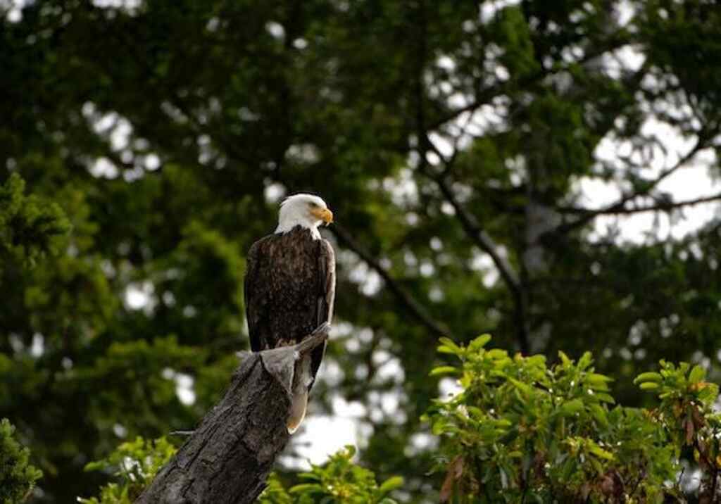 An Eagle perched on a tree branch.