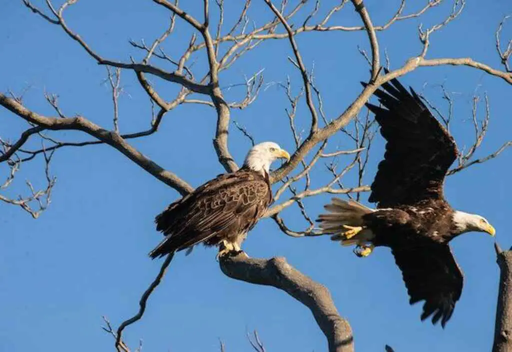 Two Eagles perched in a tree.