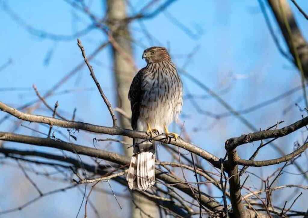 A Hawk perched in a tree .