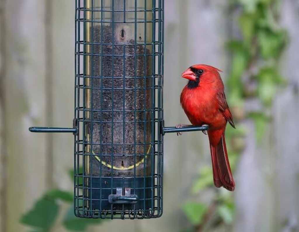 A Northern Cardinal feeding on thistle seed.
