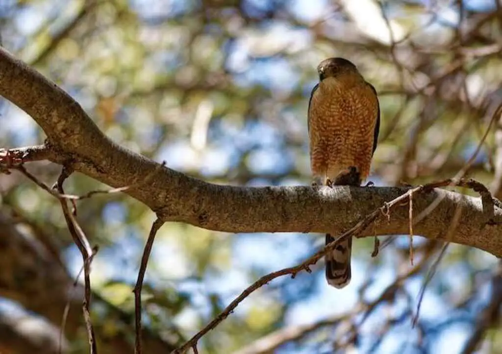 A Hawk perched in a tree.
