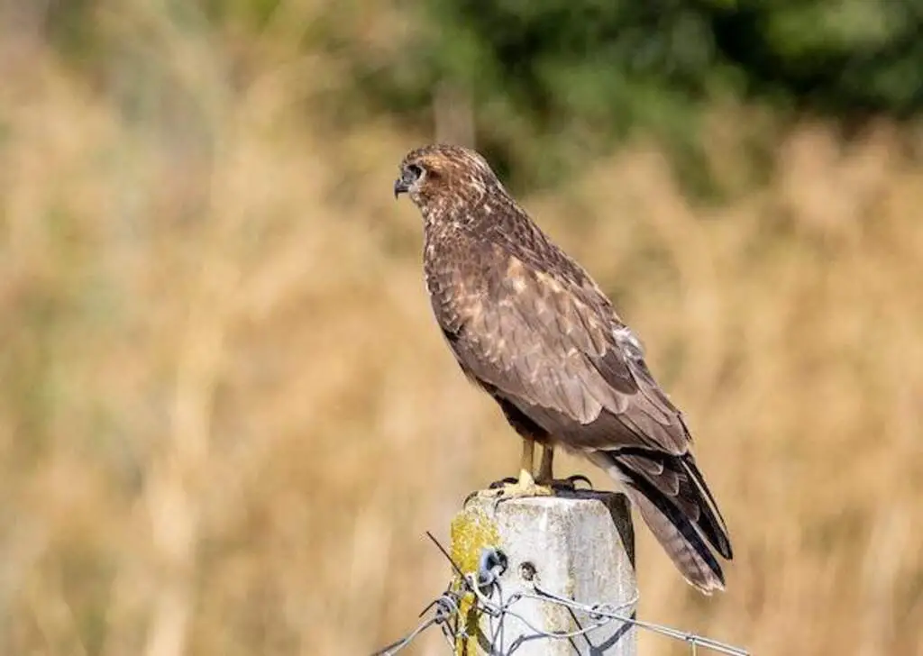 A brown hawk perched on a wooden post waiting for dinner to go by.