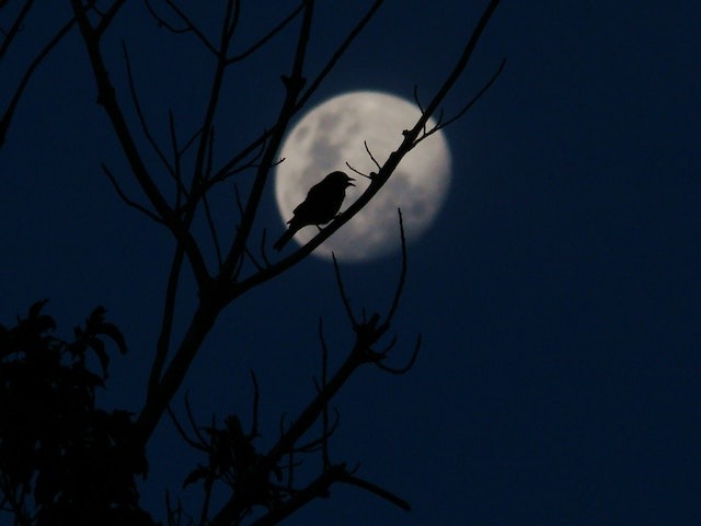 A silhouette of a bird in a tree during a full moon.