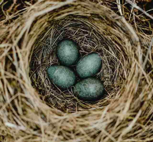 Four blue eggs in a nest.