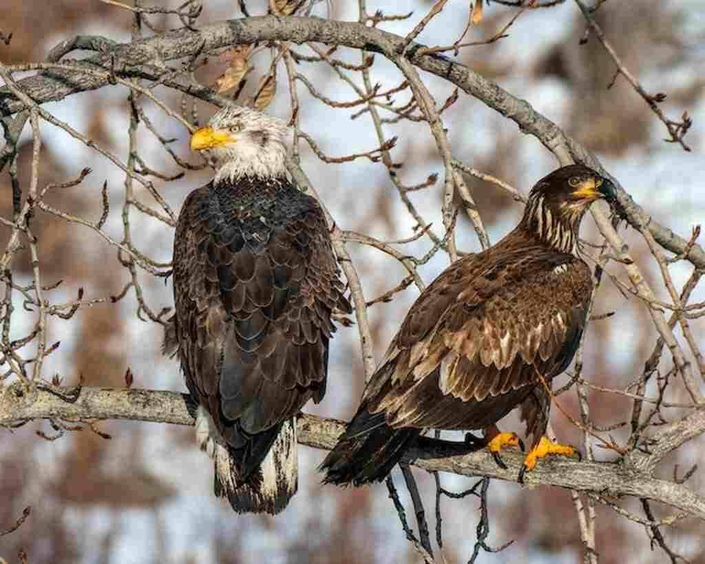 Two eagles perched in a tree.
