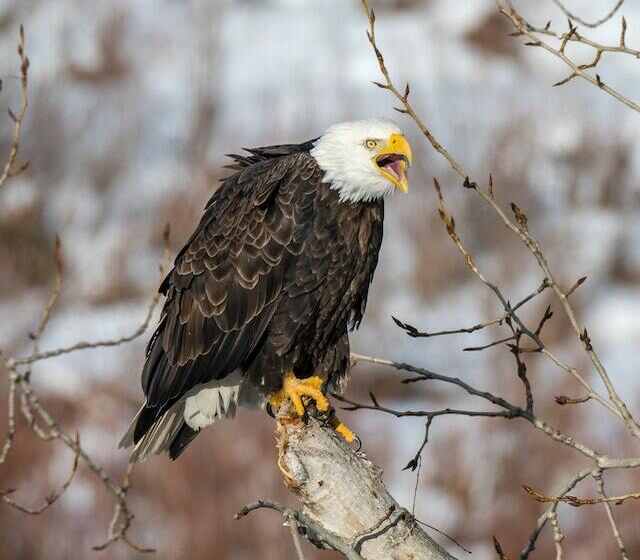 A Bald Eagle perched in a tree.