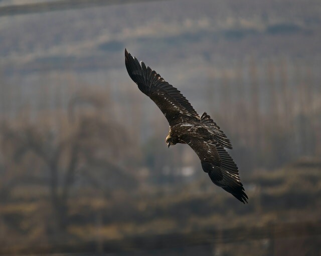 A close-up shot of a Golden Eagle soaring.