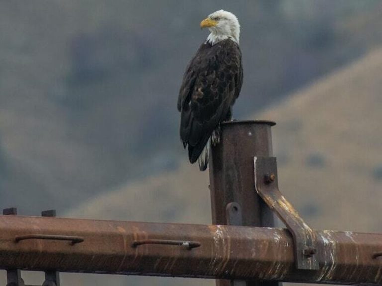 Are eagles endangered revealing the battle for survival 