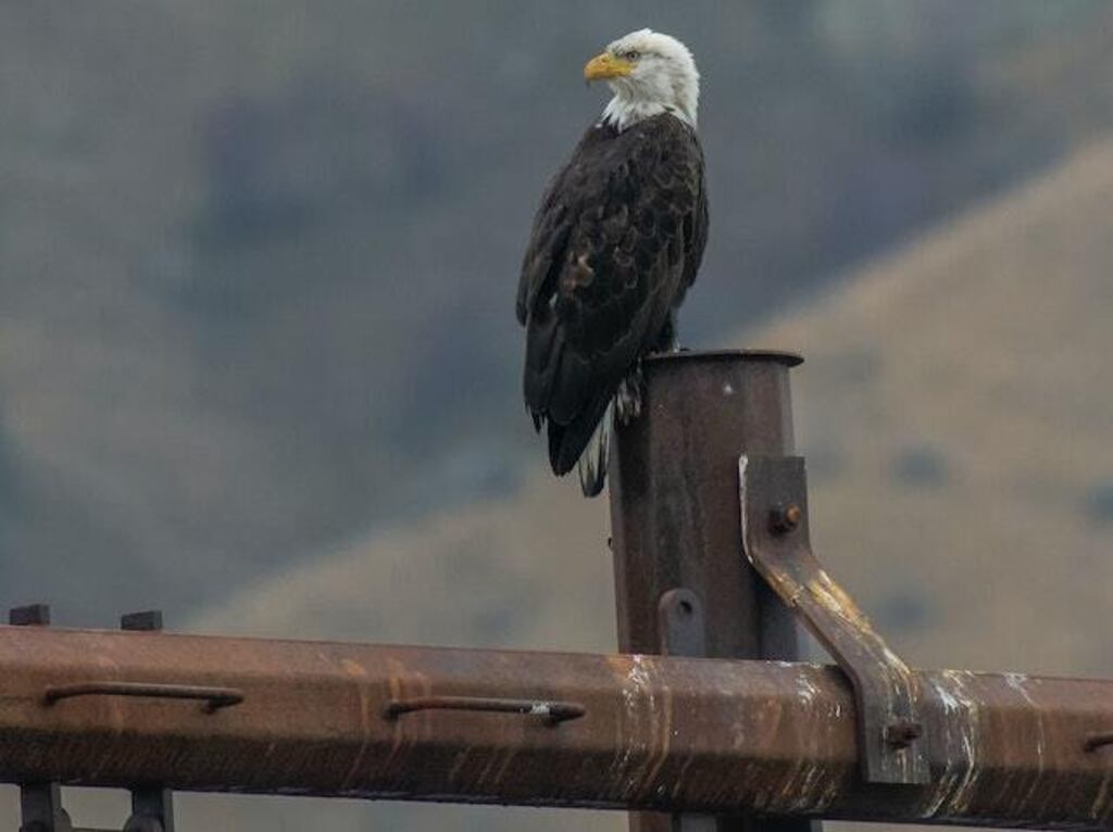A Bald Eagle perched on a fence post.
