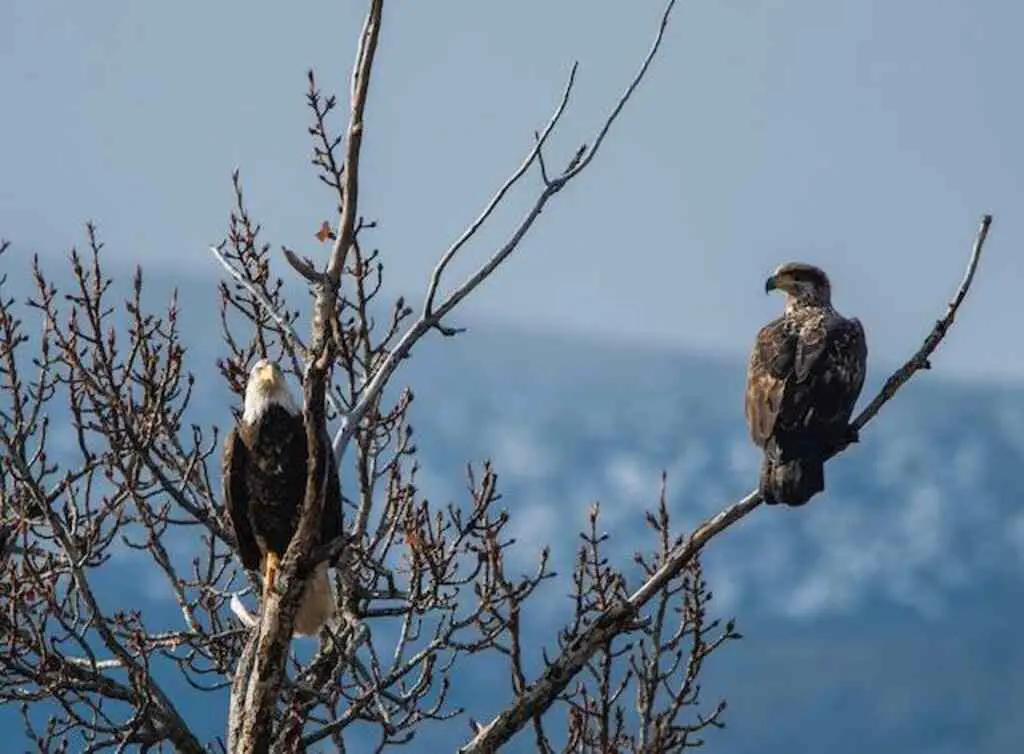 Two Eagles perched in a tree.