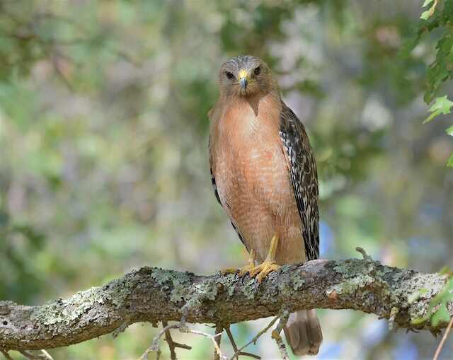 A Red-shouldered hawk perched in a tree.