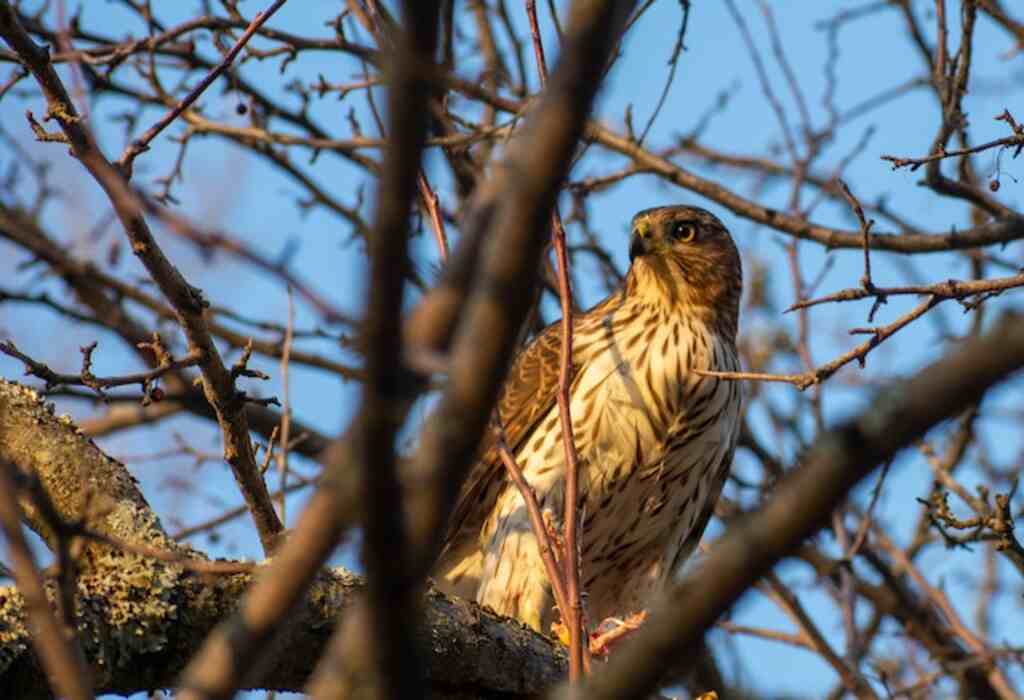 A Cooper's Hawk perched in a tree waiting for prey to arrive.