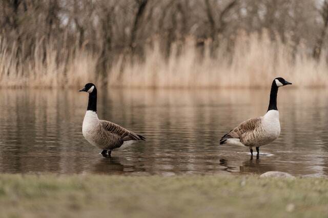 Two Canada Geese walking around in the water.