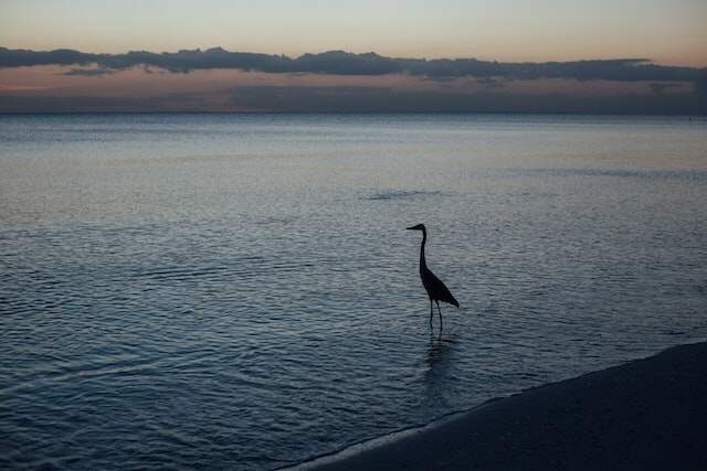 A silhouette of a heron in the water's shoreline.