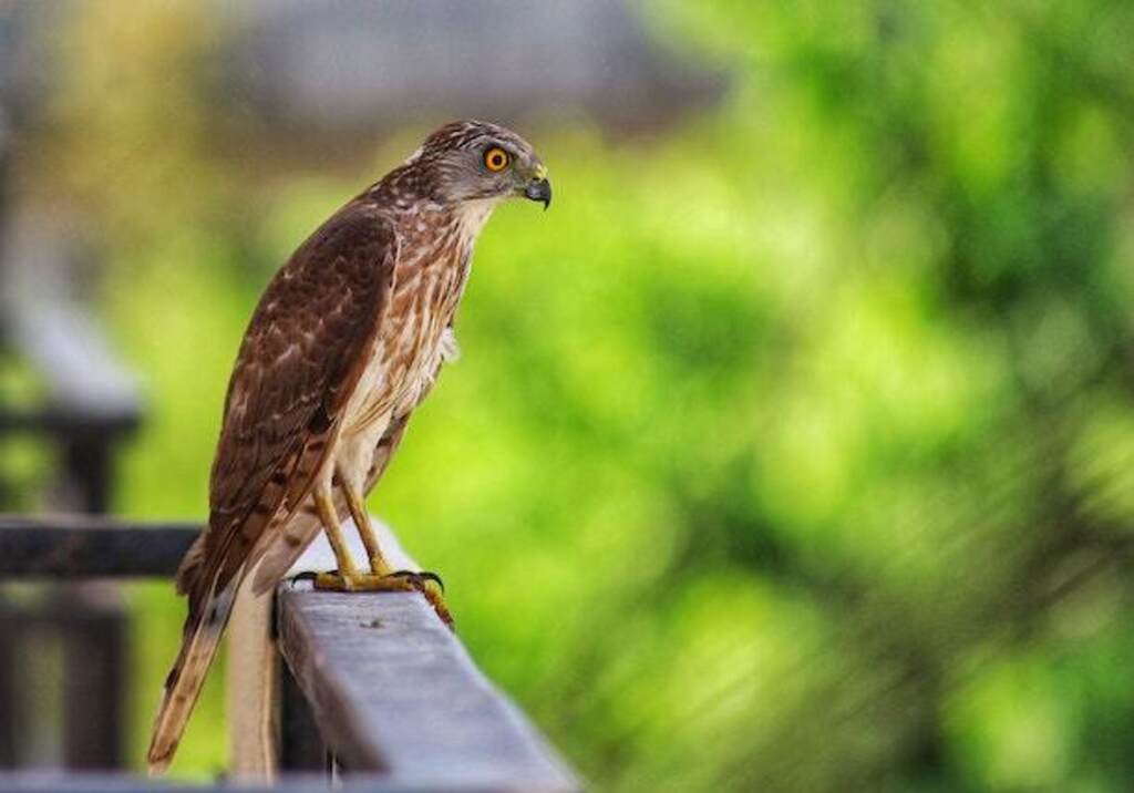 A Red-tailed Hawk perched on a railing, searching for prey.