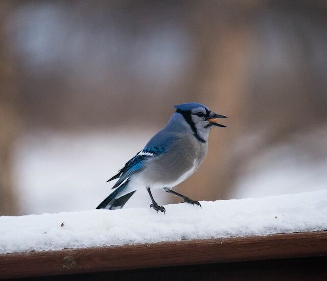 A Blue Jay perched on a railing with snow.